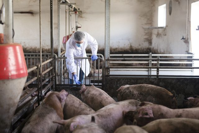 Veterinarian at pig farm observing livestock and checking their health.